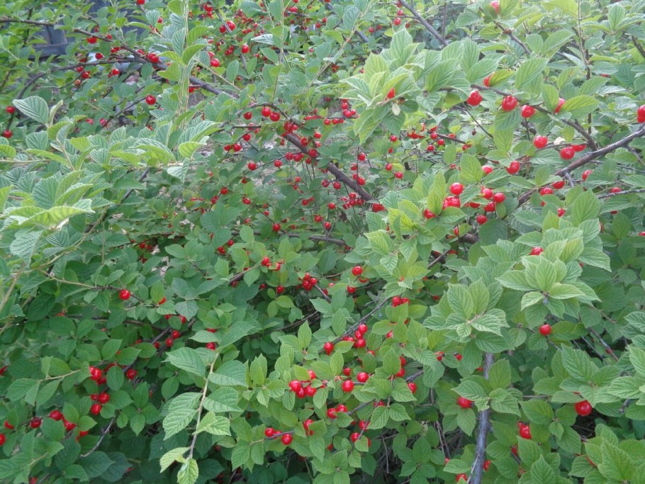 Войлочная вишня изгородь