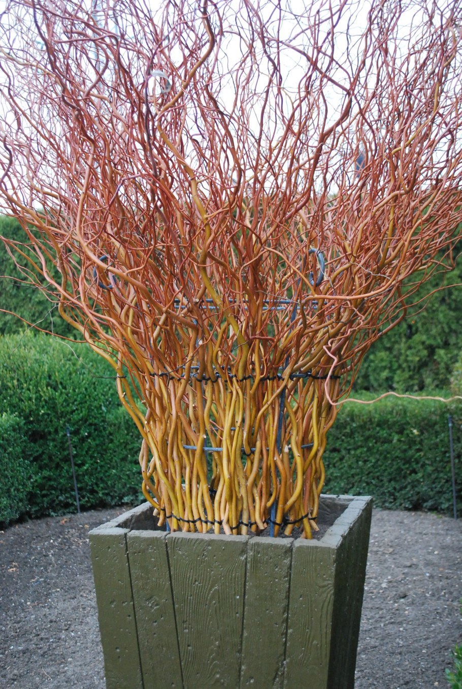 Ива кучерявая Матсудана