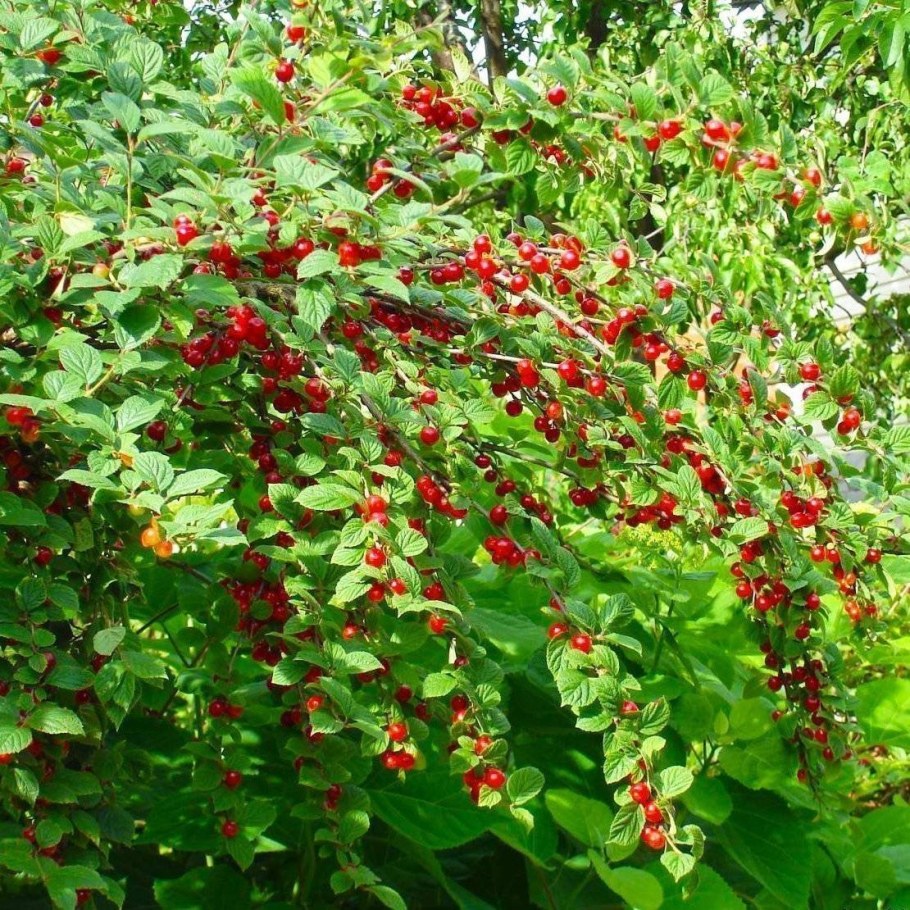 Вишня войлочная осенняя Вировская