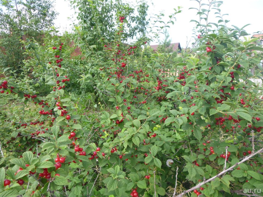 Войлочная вишня куст