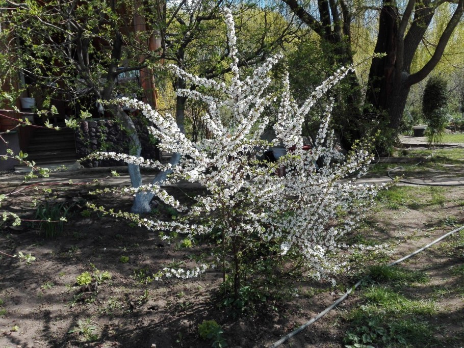 Войлочная вишня в ландшафте