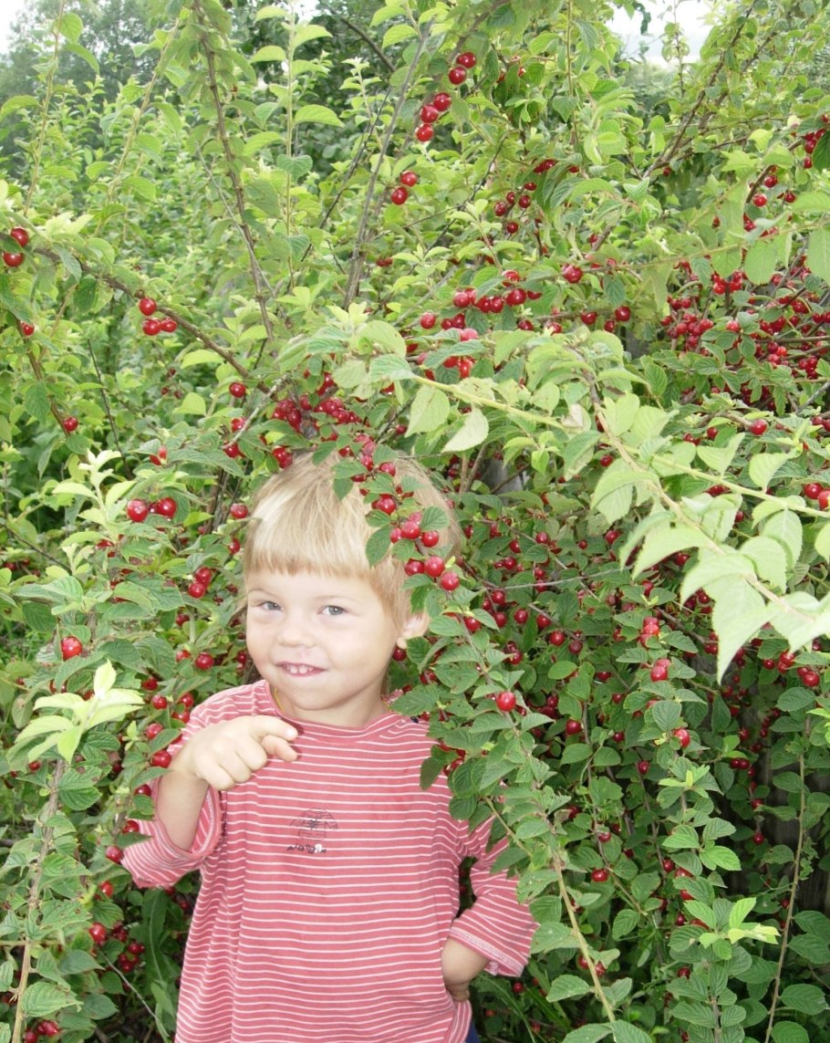 Войлочная вишня куст