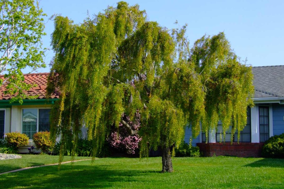 Ива Вавилонская (Salix babylonica)