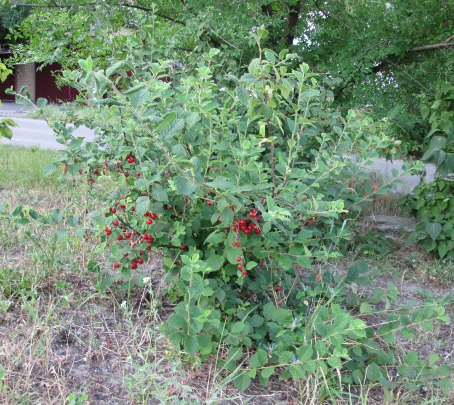 Вишня войлочная и Степная