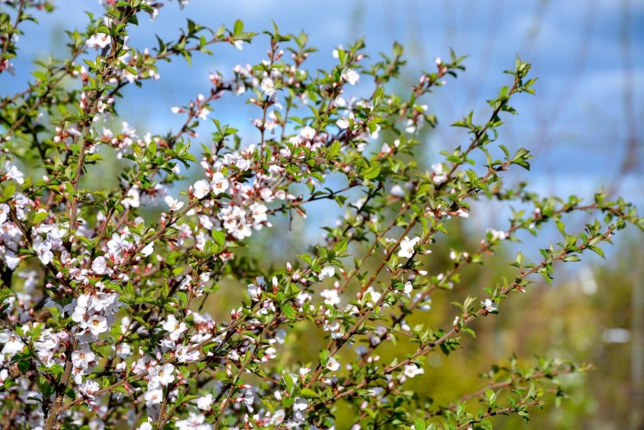 Вишня войлочная Алиса