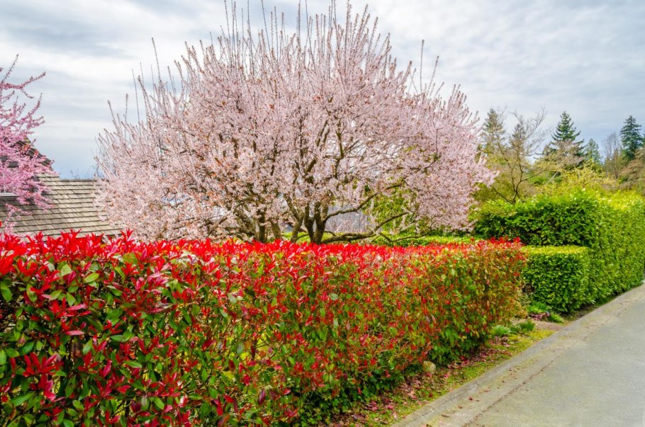 Фотиния Живая изгородь