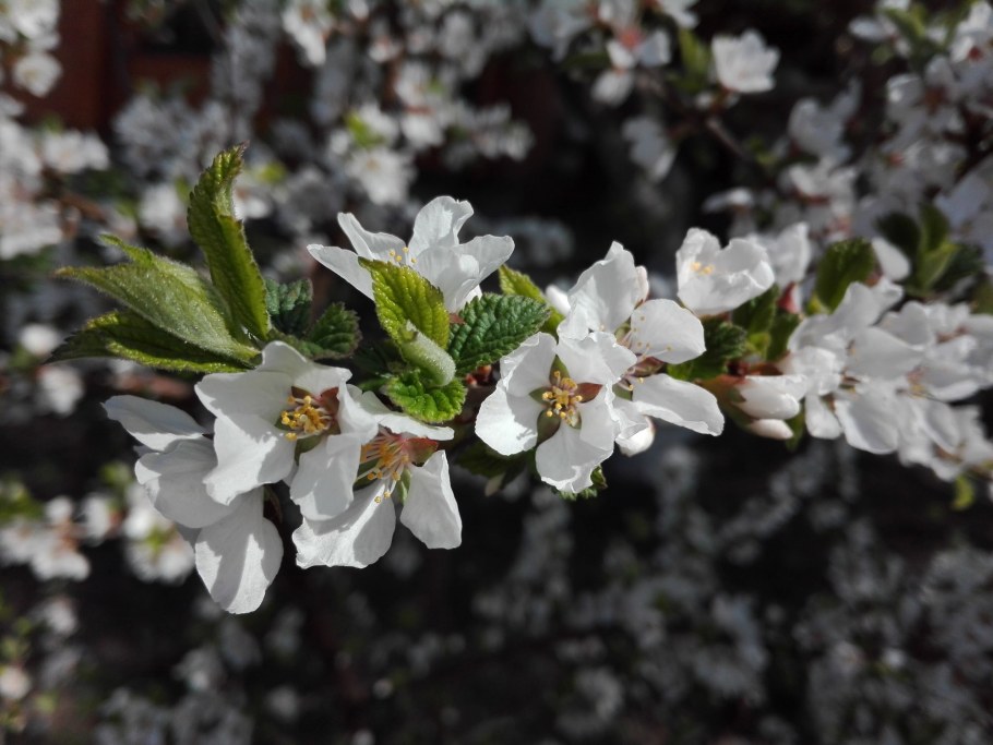 Войлочная вишня куст