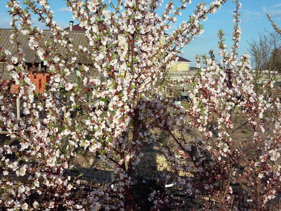 Войлочная вишня куст