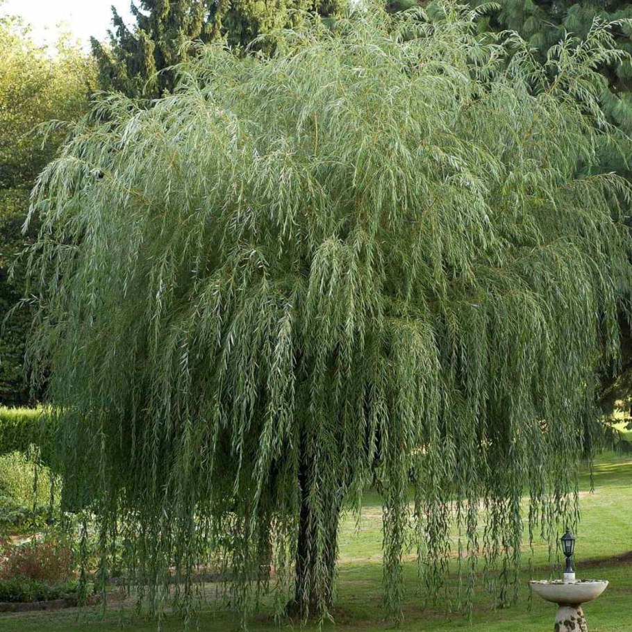 Ива белая плакучая Salix Alba 'pendula'