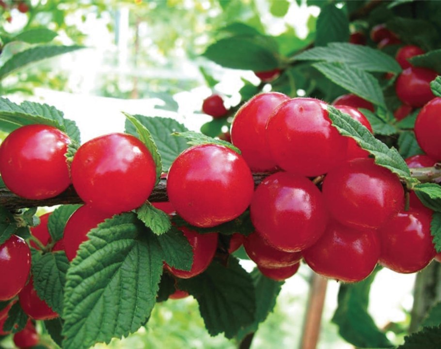 Вишня войлочная Смуглянка Восточная