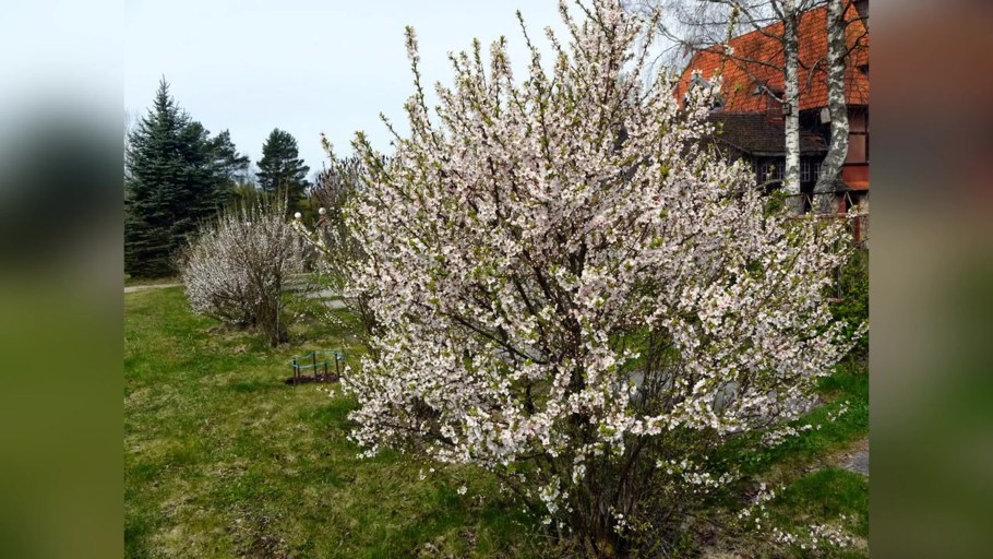 Вишня войлочная