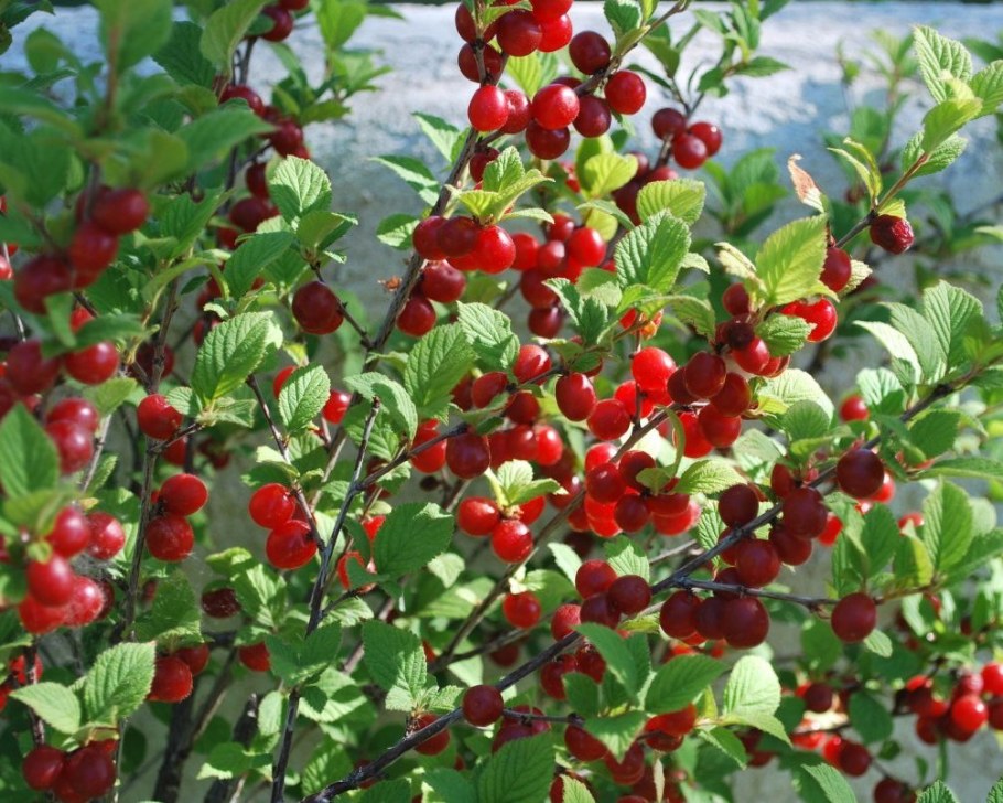 Вишня войлочная плодовые кустарники