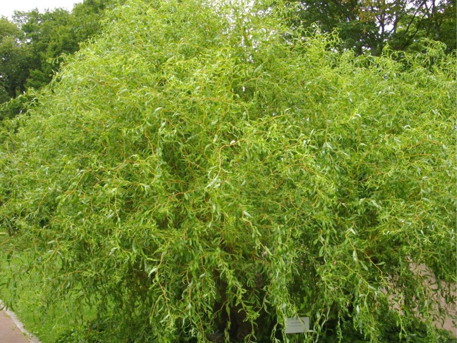 Ива Матсудана Salix "Erythroflexuosa