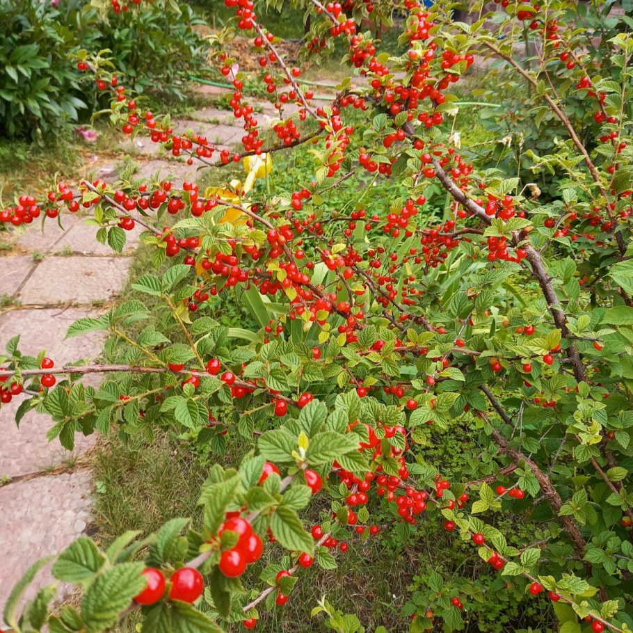 Побег войлочной вишни