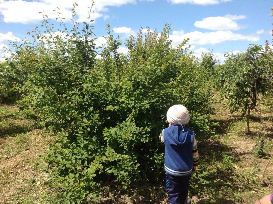 Войлочная вишня куст