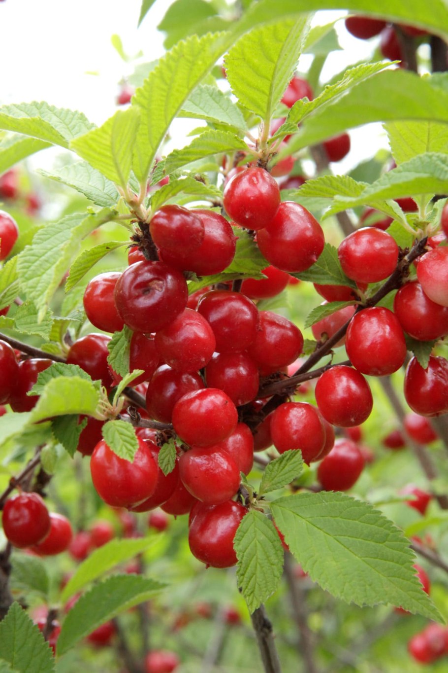 Вишня войлочная кустовая