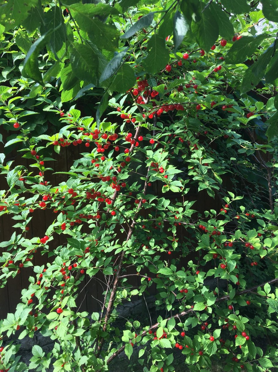 Войлочная вишня куст