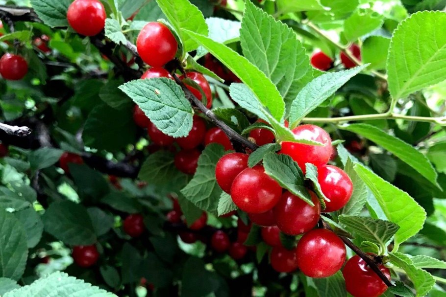 Вишня войлочная томентоза