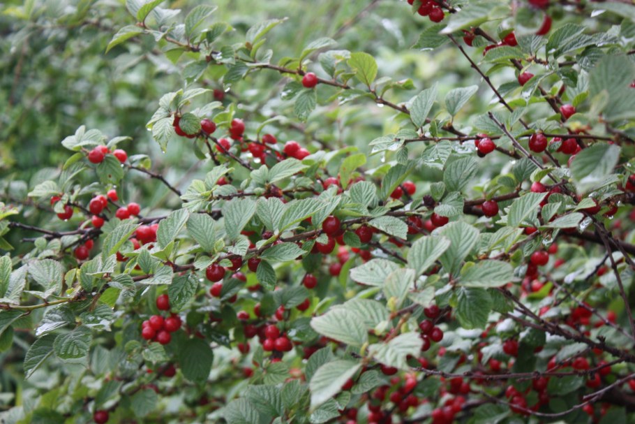 Вишня войлочная