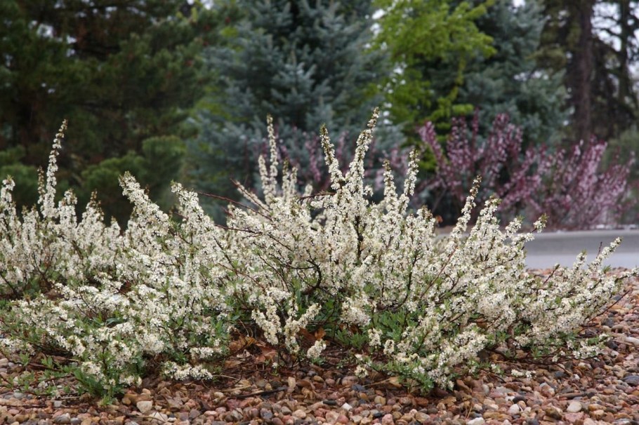 Вишня Песчаная бессея