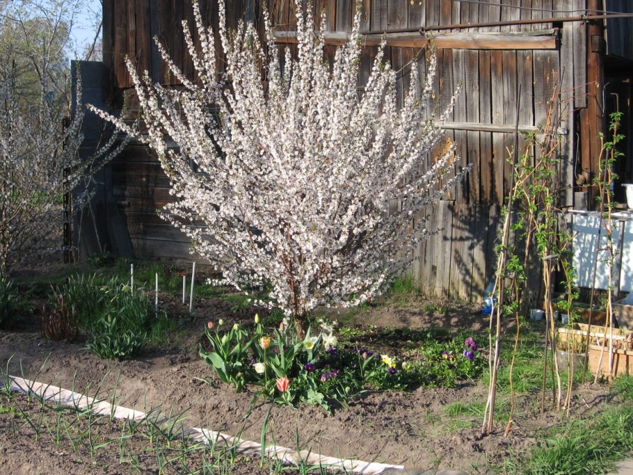 Вишня войлочная бессея