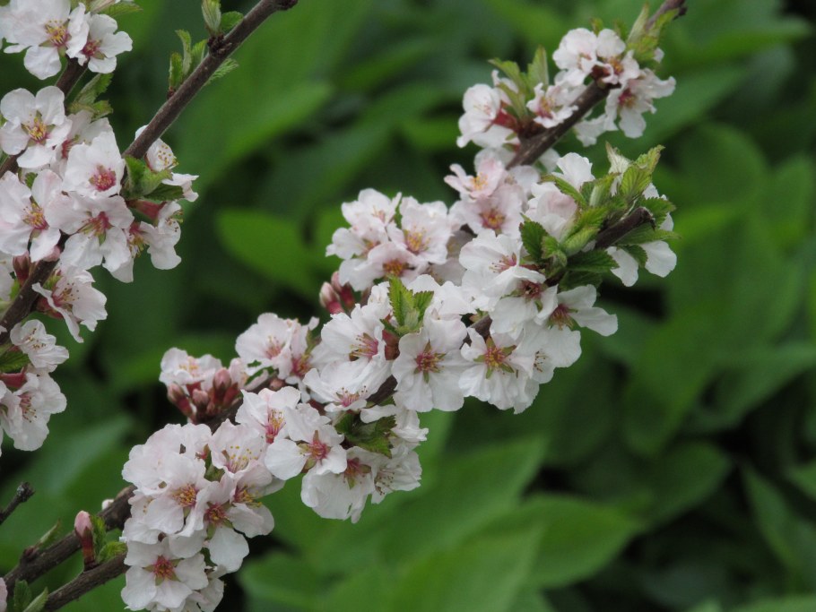 Войлочная вишня Сакура