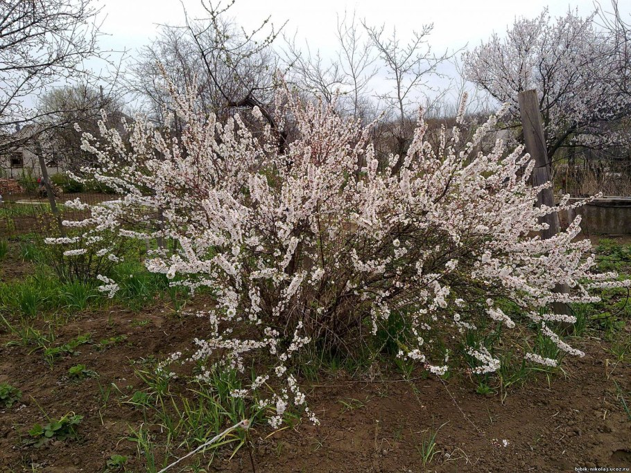 Вишня войлочная (Prunus tomentosa)