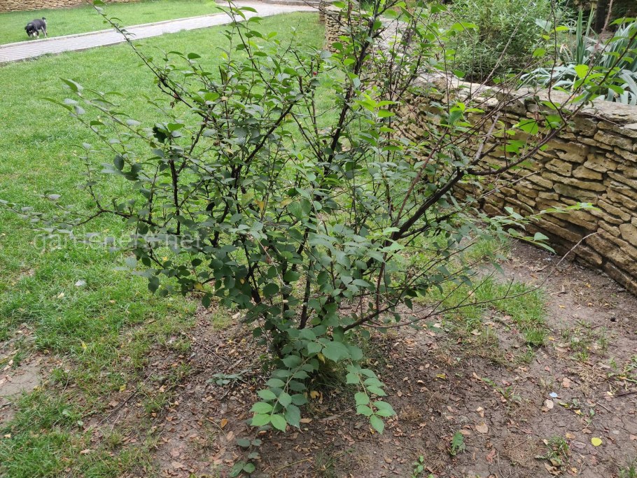 Вишня войлочная Океанская Вировская