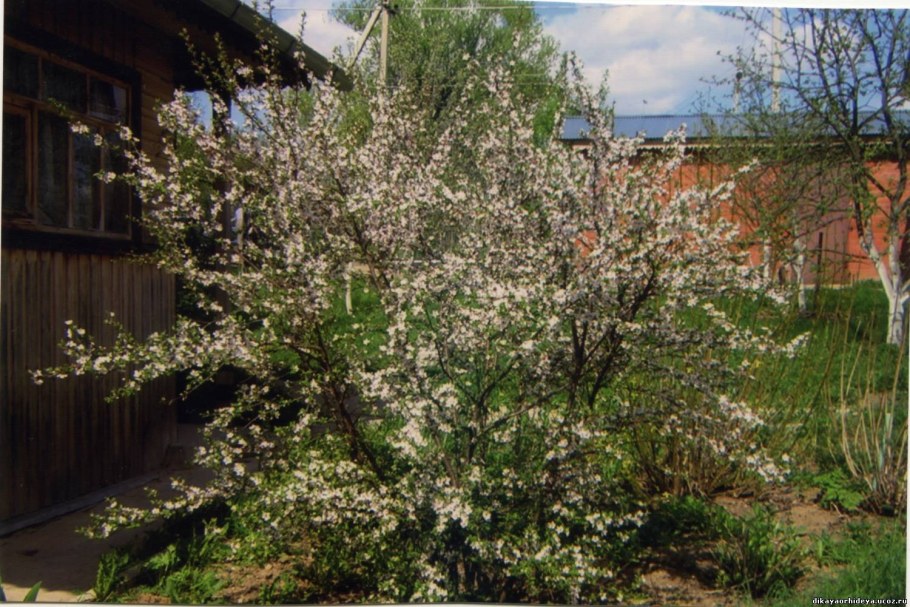 Вишня войлочная осенняя Вировская