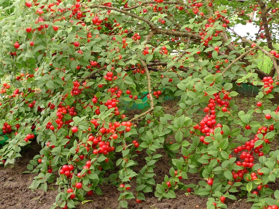 Вишня войлочная кустовая