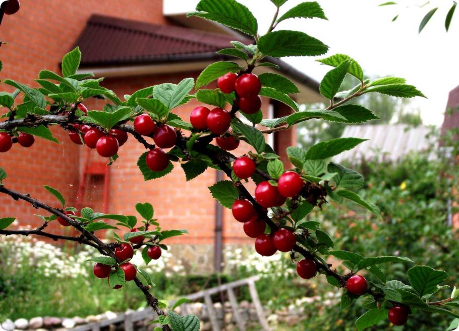 Вишня войлочная плодовые кустарники