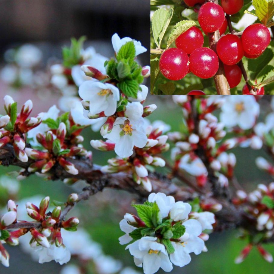 Вишня войлочная лето