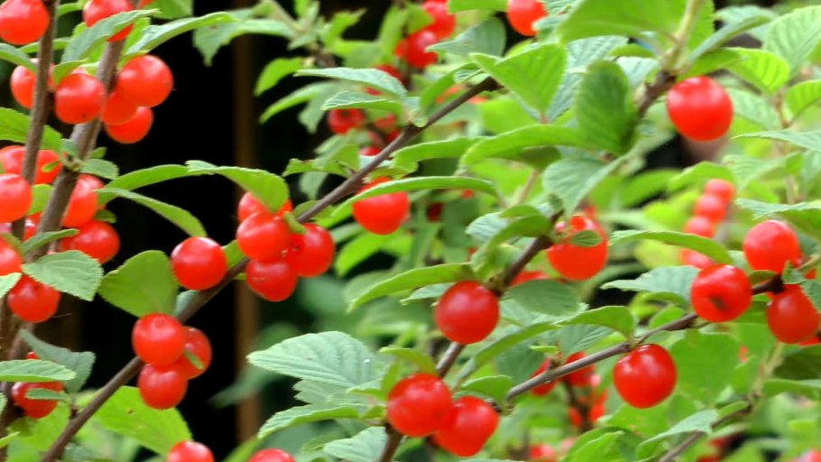 Вишня войлочная Алиса