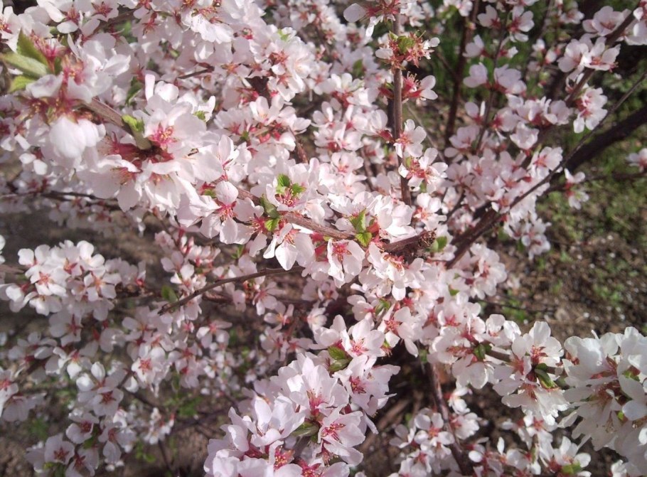 Войлочная вишня куст