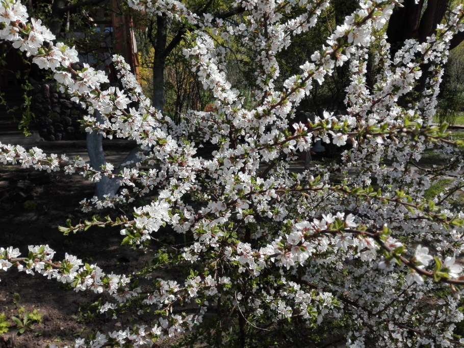 Вишня войлочная Cerasus tomentosa Thunb. Wall.