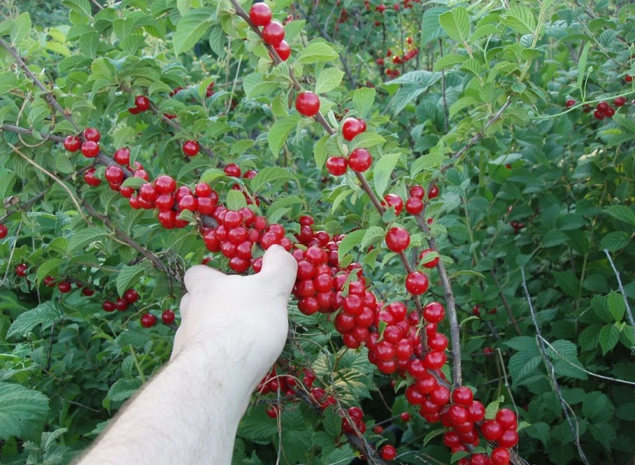 Вишня войлочная Алиса