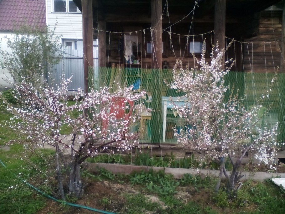 Вишня дерево на участке