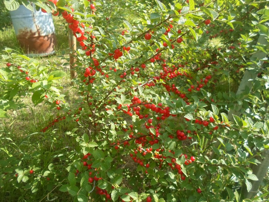 Войлочная вишня изгородь