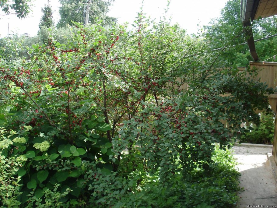 Вишня кустарниковая войлочная