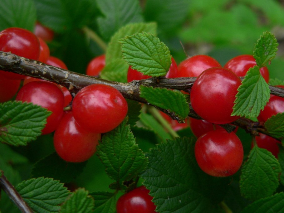 Вишня войлочная пионерка