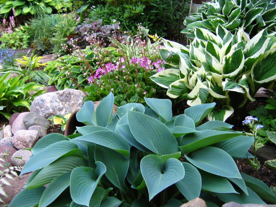 Хоста Зибольда сизая
