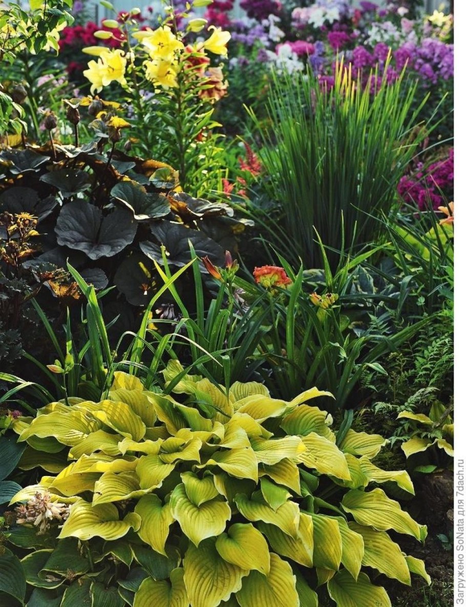 Хоста низкорослая бордюрная