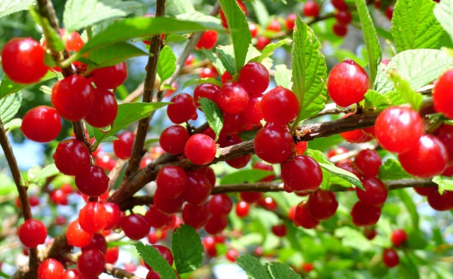 Вишня войлочная Натали куст