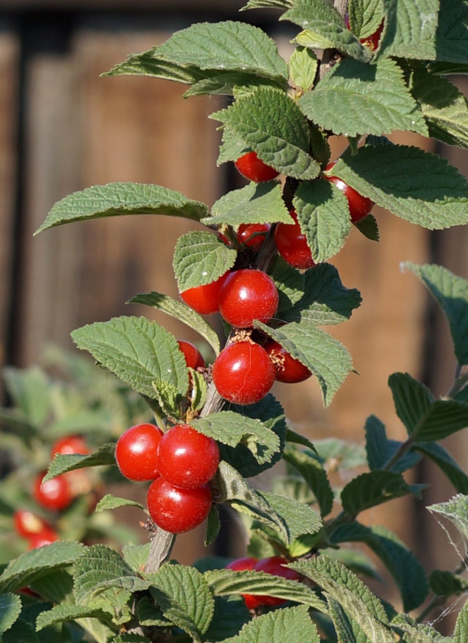 Вишня китайская войлочная