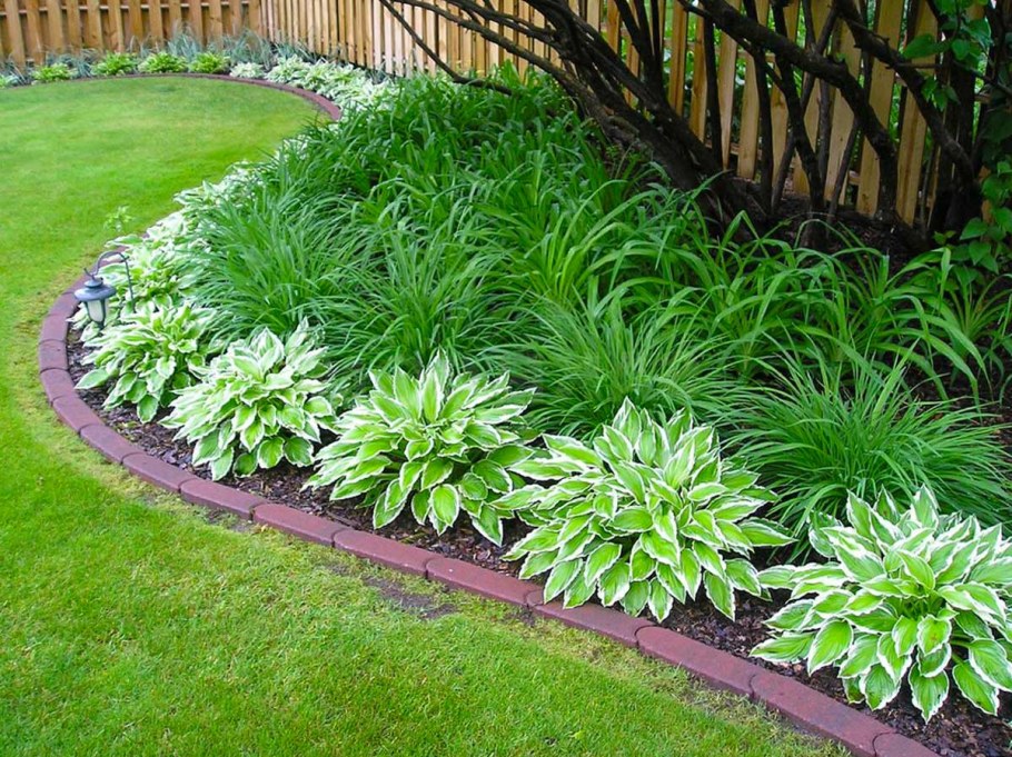 Хоста низкорослая бордюрная