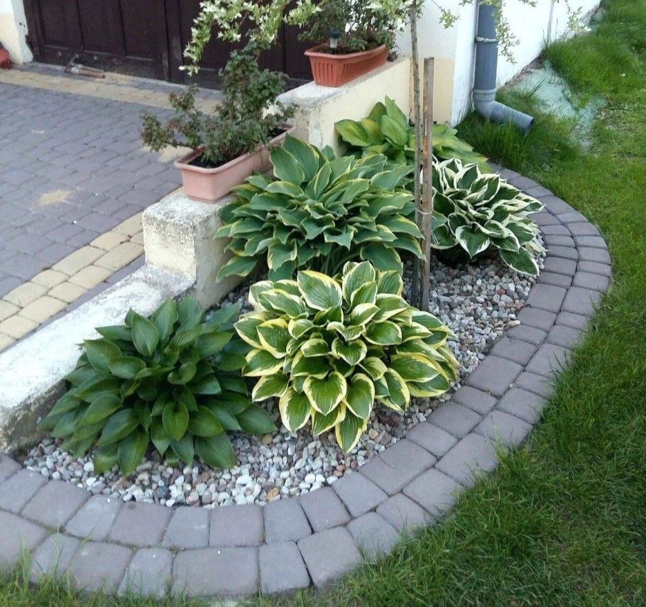 Хоста Альпийская Нана