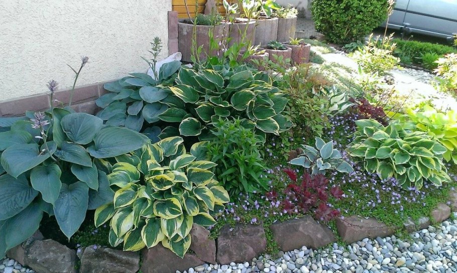 Хоста и Барвинок