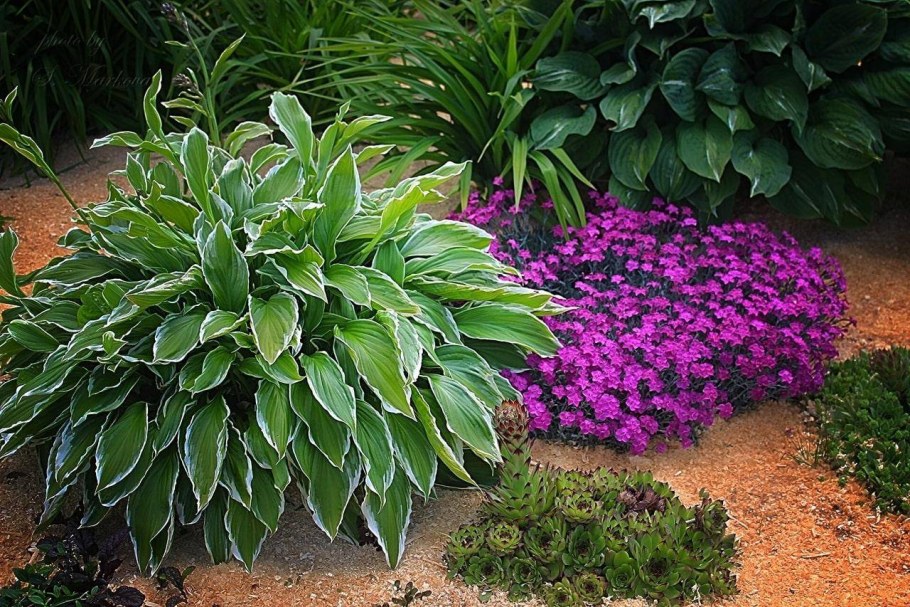 Клумба Хоста и астильба