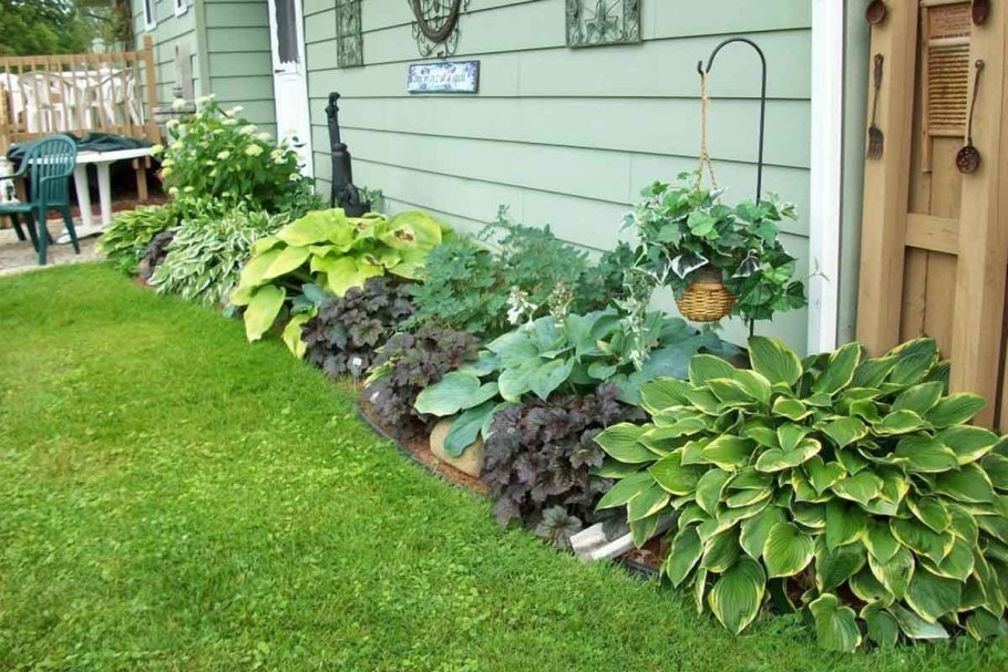 Тенелюбивые растения Хоста