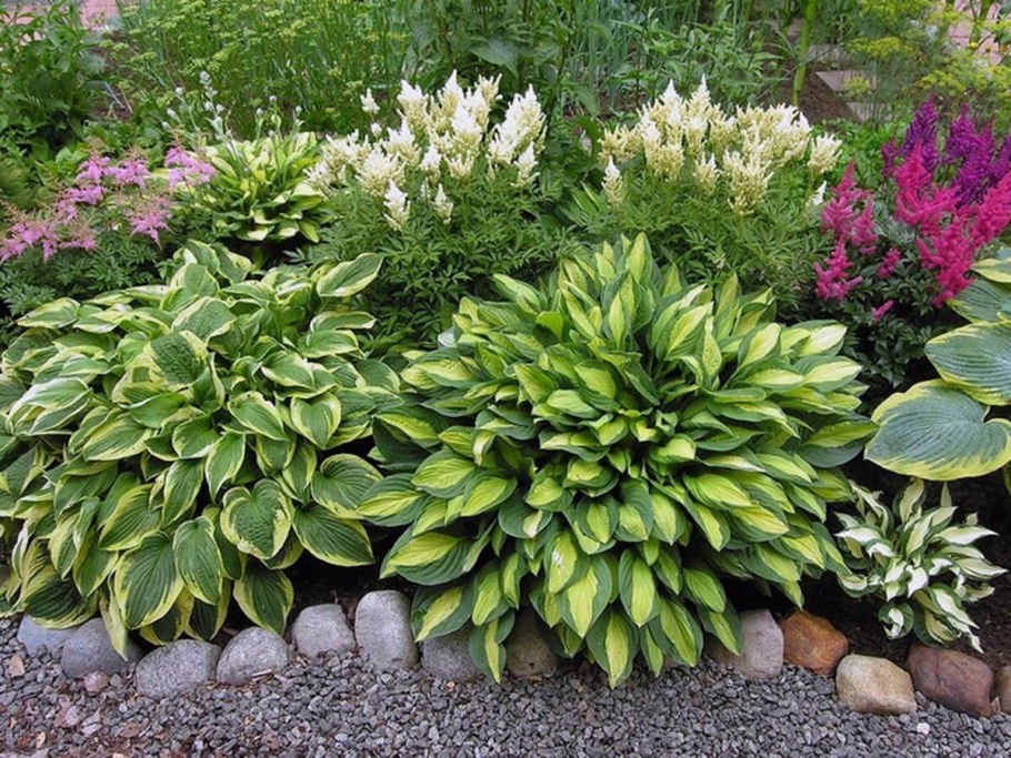 Хоста Санни Халцион